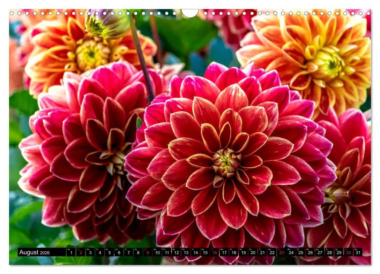 Bild: 9783457930304 | Dahlien - Blumenwunder der Natur (Wandkalender 2026 DIN A3 quer),...