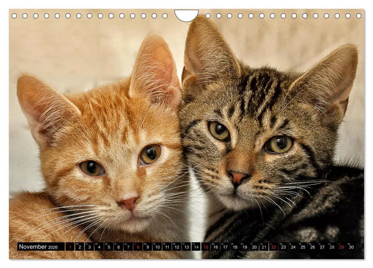 Bild: 9783516020304 | Tierheim - Miezen (Wandkalender 2026 DIN A4 quer), CALVENDO...