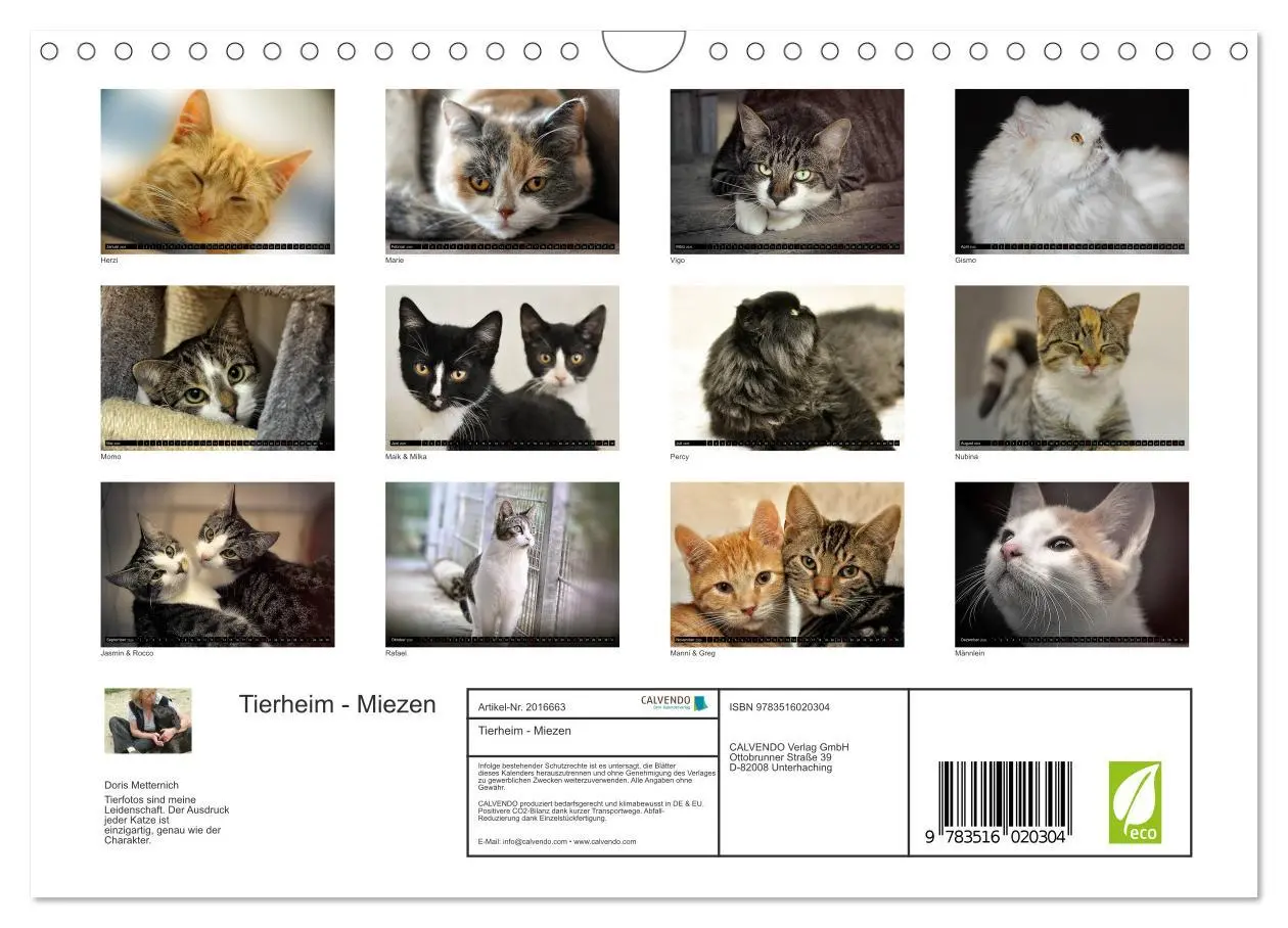 Bild: 9783516020304 | Tierheim - Miezen (Wandkalender 2026 DIN A4 quer), CALVENDO...