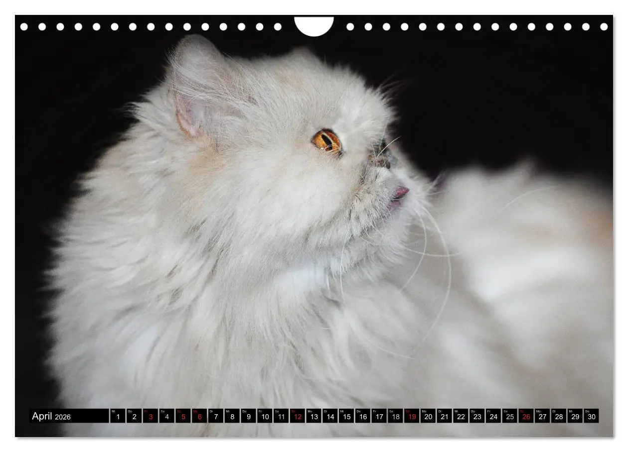 Bild: 9783516020304 | Tierheim - Miezen (Wandkalender 2026 DIN A4 quer), CALVENDO...