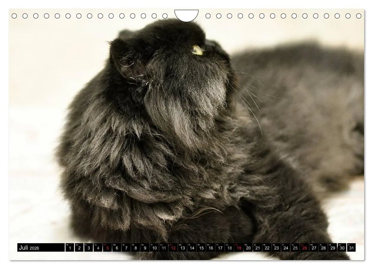 Bild: 9783516020304 | Tierheim - Miezen (Wandkalender 2026 DIN A4 quer), CALVENDO...