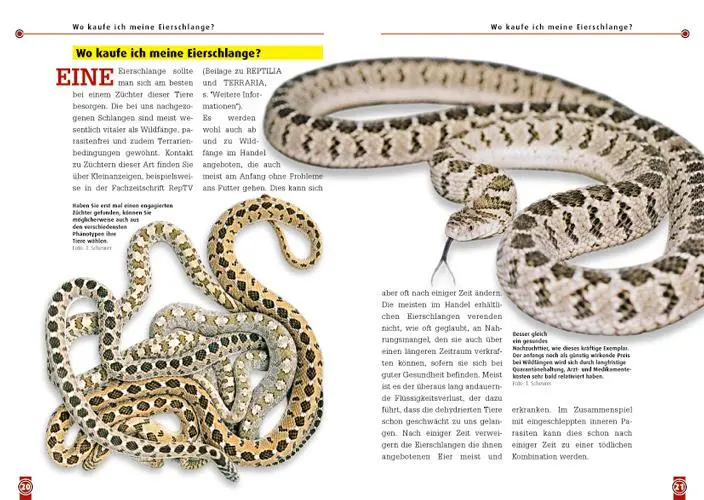 Bild: 9783866590304 | Die afrikanische Eierschlange | Dasypeltis Scabra | Thomas Scheurer