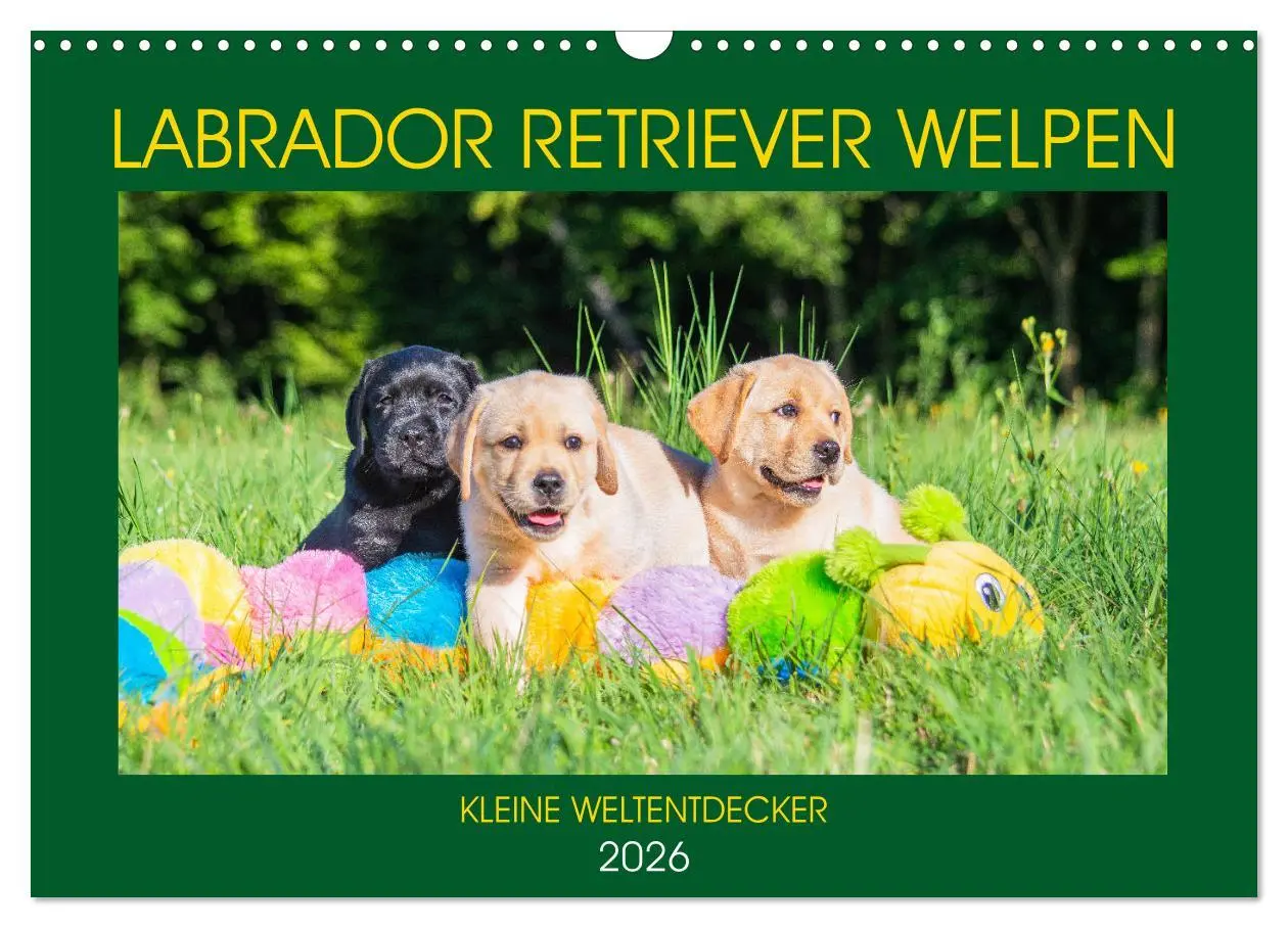 Cover: 9783457780404 | Labrador Retriever Welpen - Kleine Weltentdecker (Wandkalender 2026...