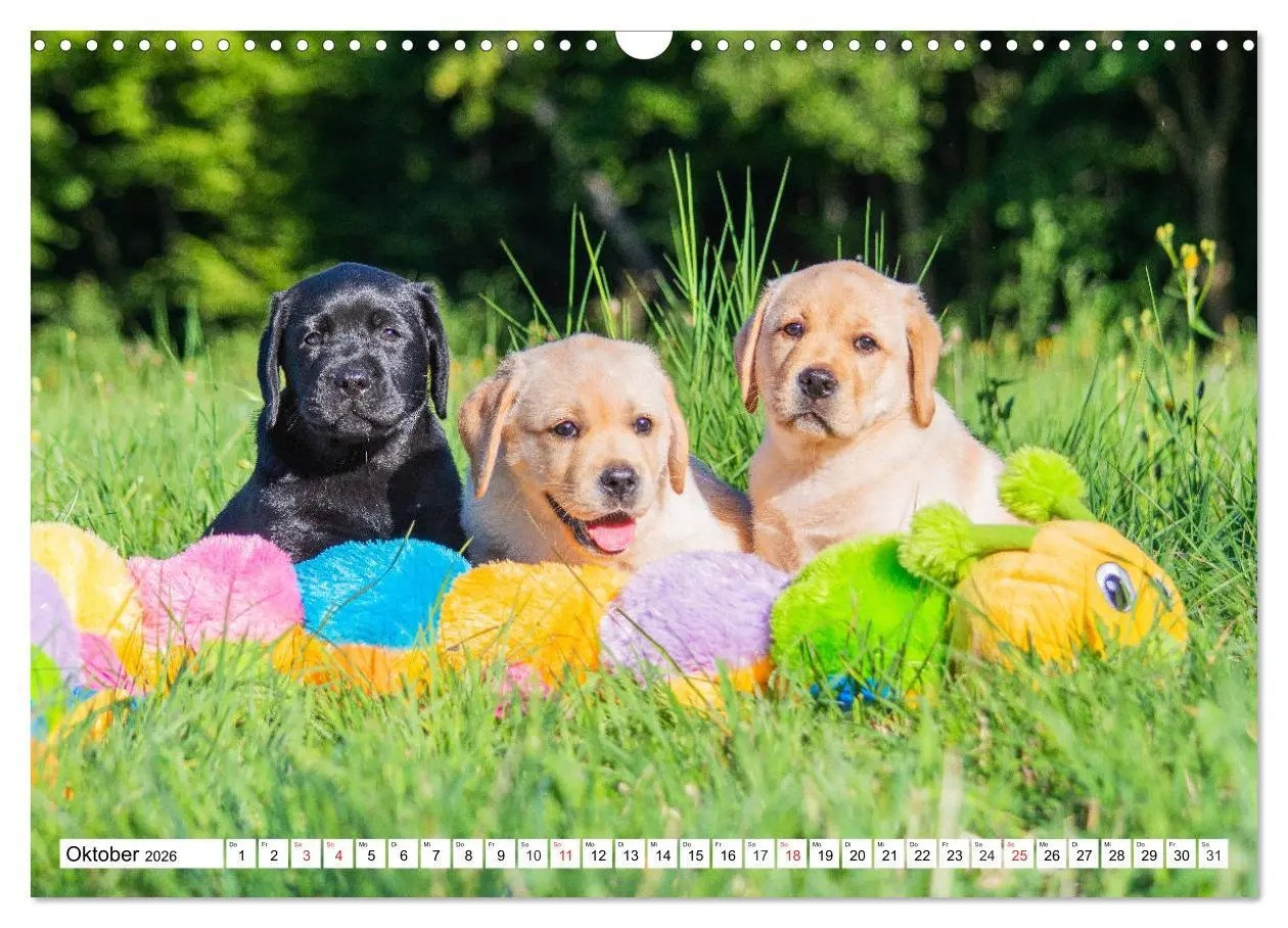 Bild: 9783457780404 | Labrador Retriever Welpen - Kleine Weltentdecker (Wandkalender 2026...