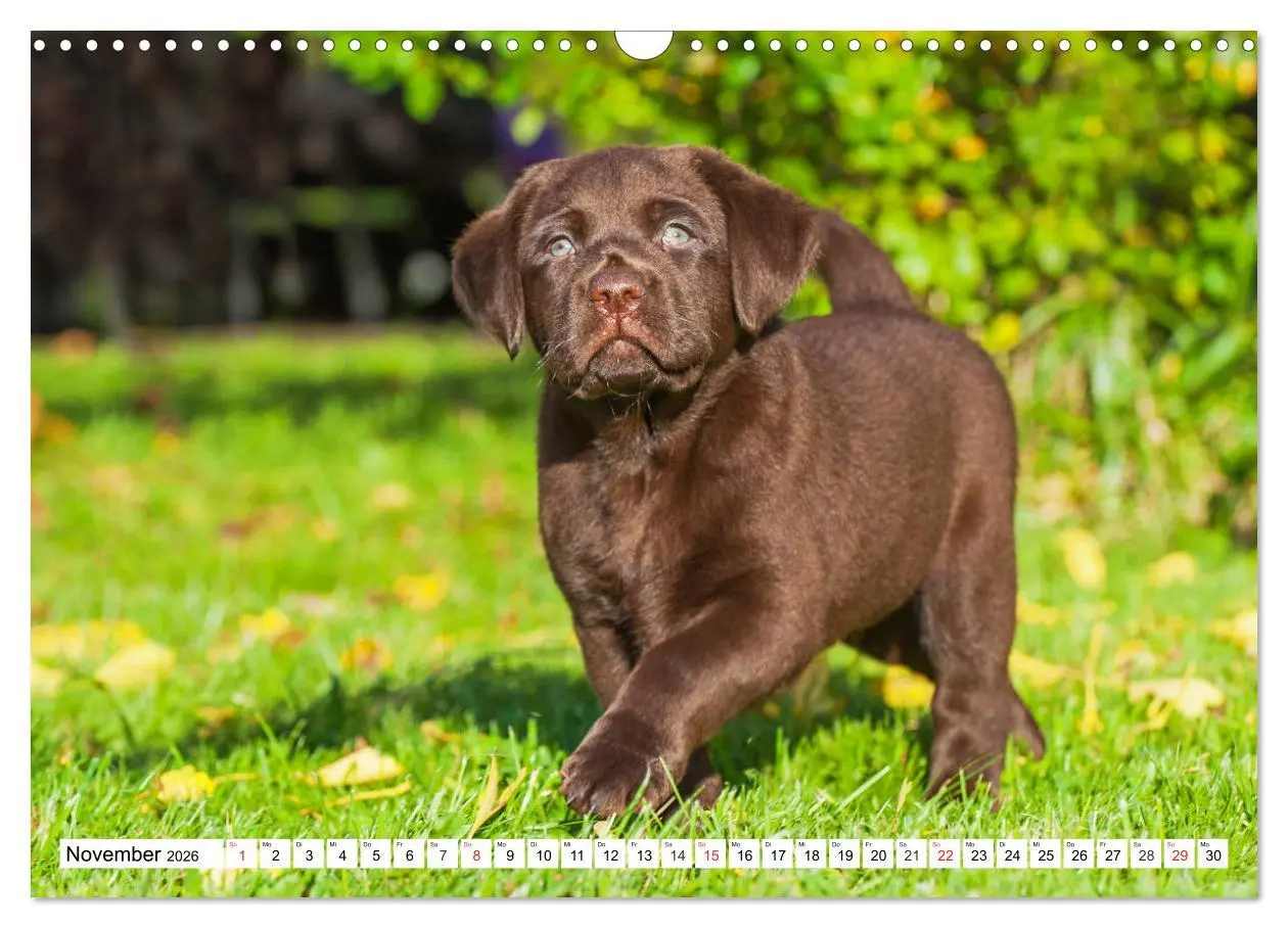 Bild: 9783457780404 | Labrador Retriever Welpen - Kleine Weltentdecker (Wandkalender 2026...