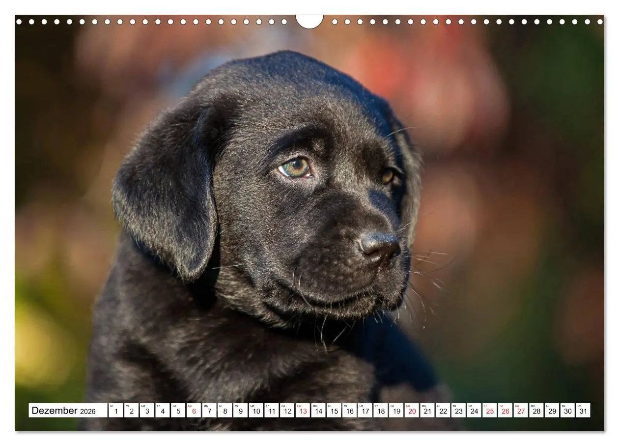 Bild: 9783457780404 | Labrador Retriever Welpen - Kleine Weltentdecker (Wandkalender 2026...