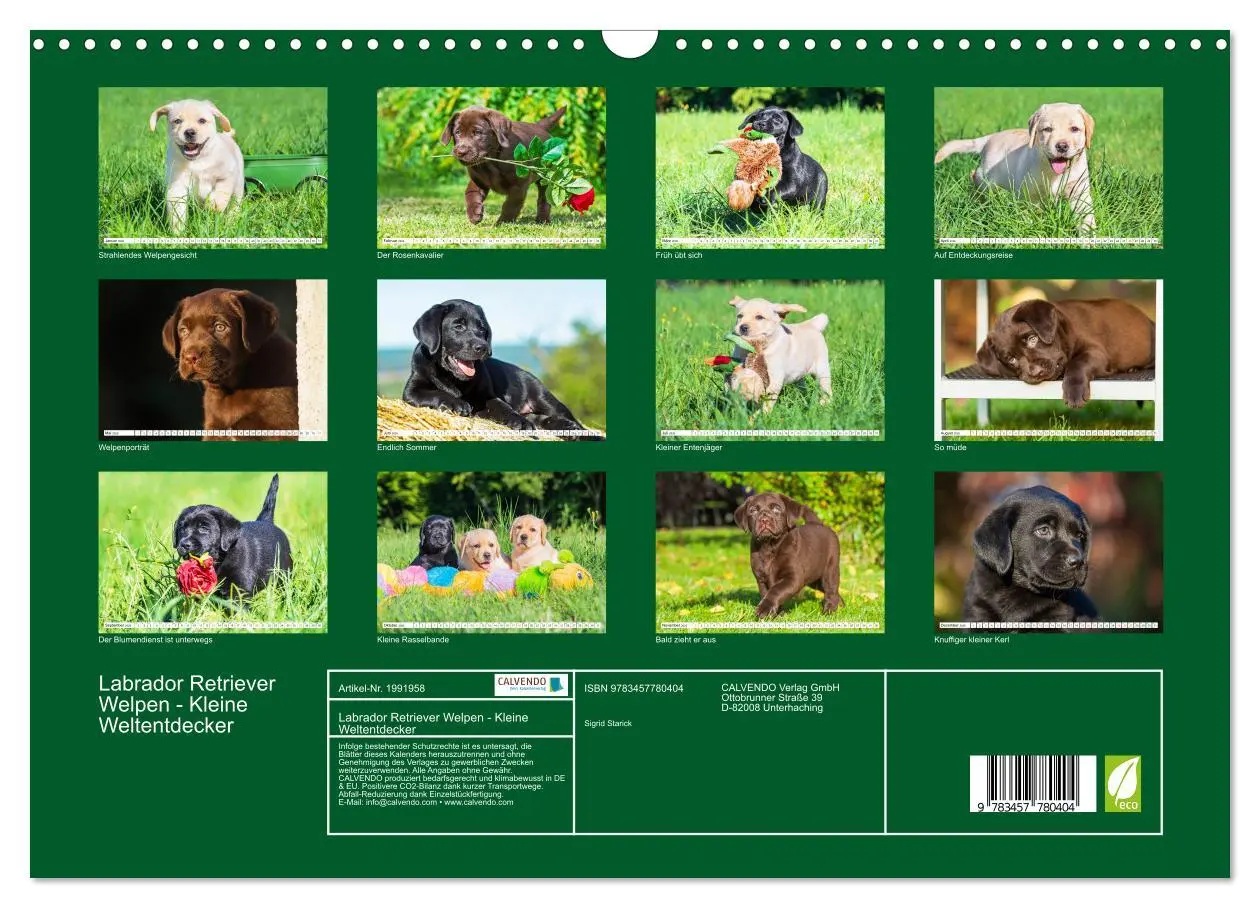 Bild: 9783457780404 | Labrador Retriever Welpen - Kleine Weltentdecker (Wandkalender 2026...