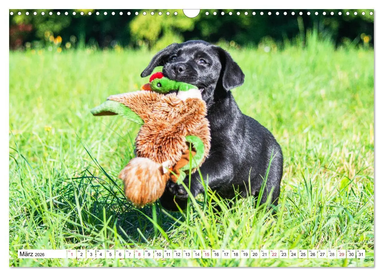 Bild: 9783457780404 | Labrador Retriever Welpen - Kleine Weltentdecker (Wandkalender 2026...