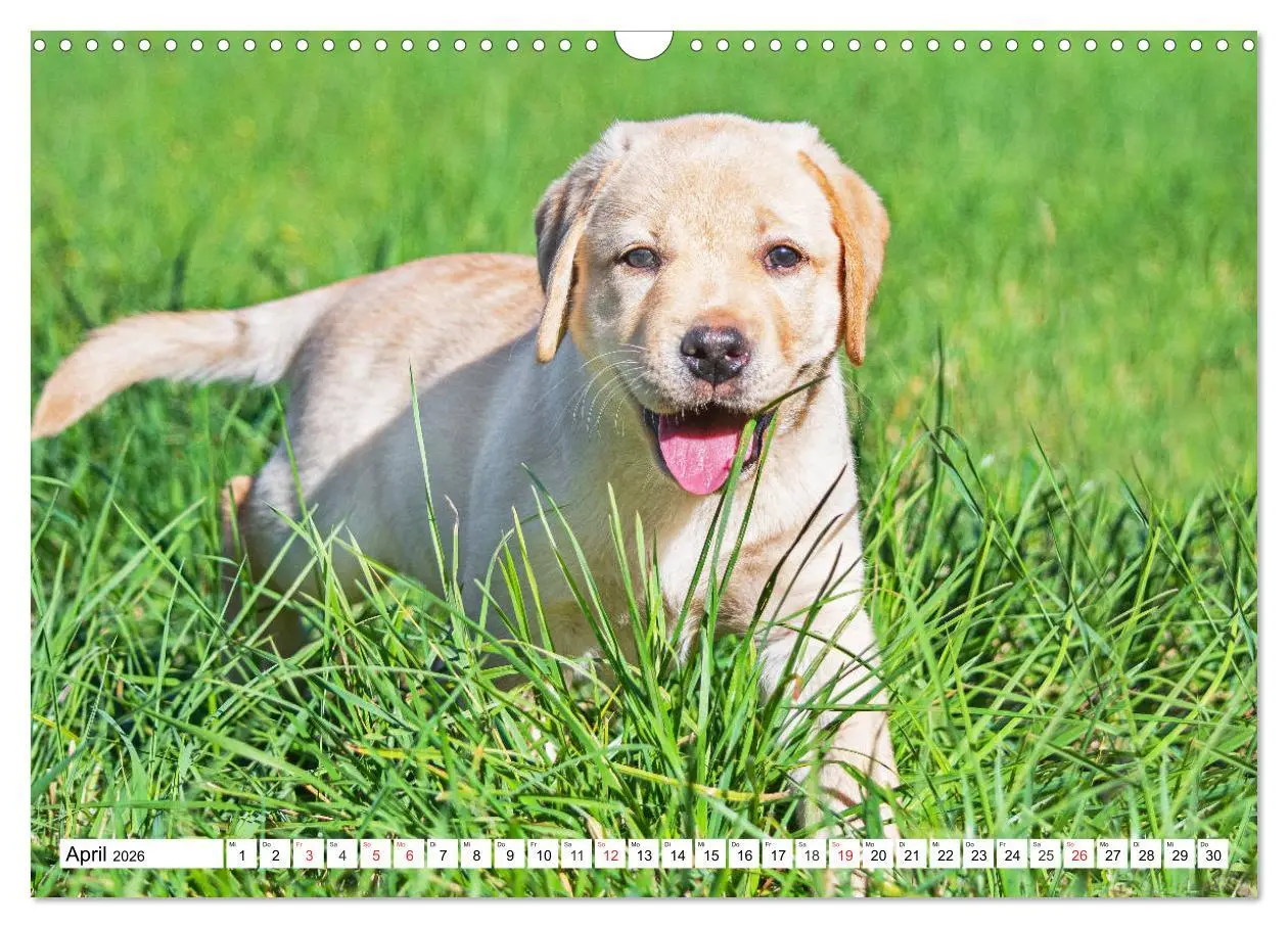 Bild: 9783457780404 | Labrador Retriever Welpen - Kleine Weltentdecker (Wandkalender 2026...