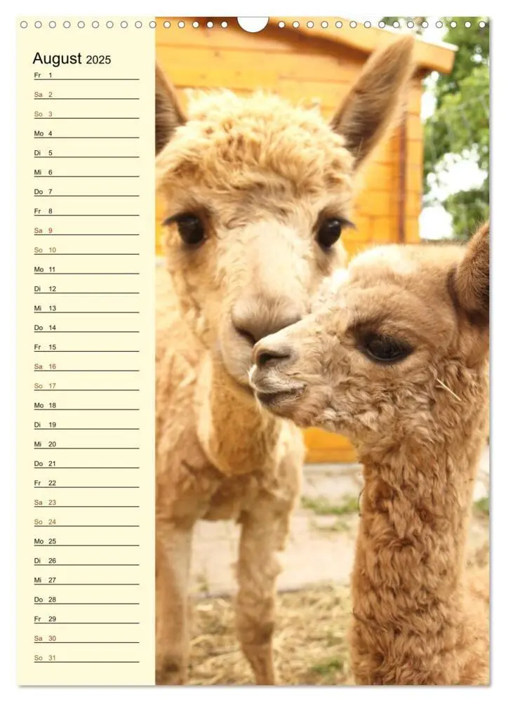 Bild: 9783435990504 | Alpakas zum Knuddeln gerne (Wandkalender 2025 DIN A3 hoch),...