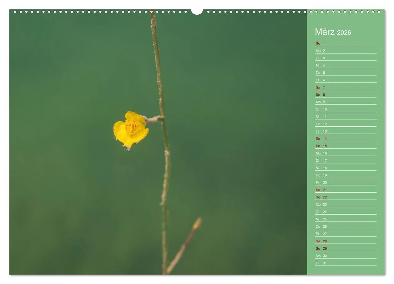 Bild: 9783457460504 | Baggersee - die grüne Welt (hochwertiger Premium Wandkalender 2026...