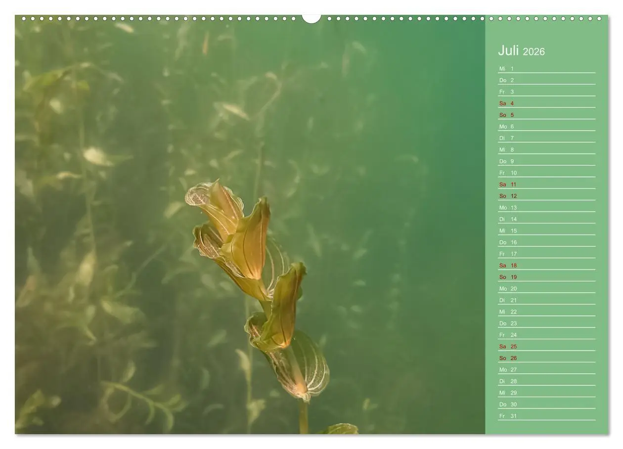Bild: 9783457460504 | Baggersee - die grüne Welt (hochwertiger Premium Wandkalender 2026...