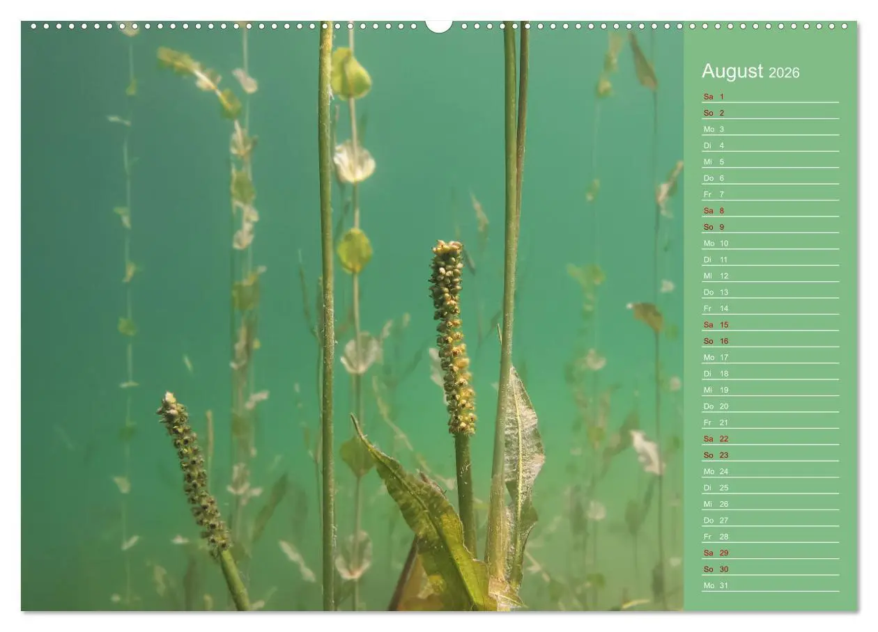 Bild: 9783457460504 | Baggersee - die grüne Welt (hochwertiger Premium Wandkalender 2026...