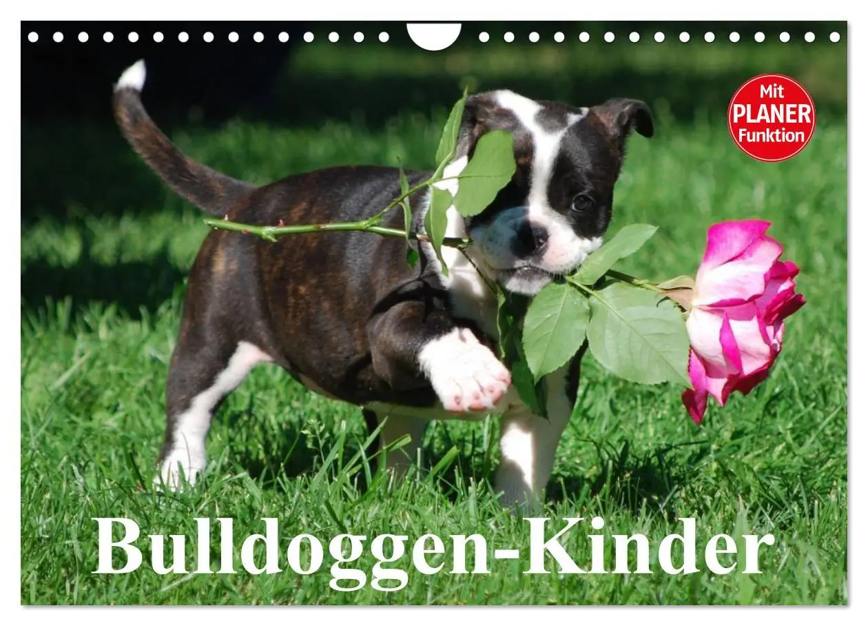 Cover: 9783516000504 | Bulldoggen-Kinder (Wandkalender 2026 DIN A4 quer), CALVENDO...
