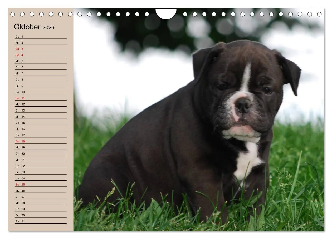 Bild: 9783516000504 | Bulldoggen-Kinder (Wandkalender 2026 DIN A4 quer), CALVENDO...