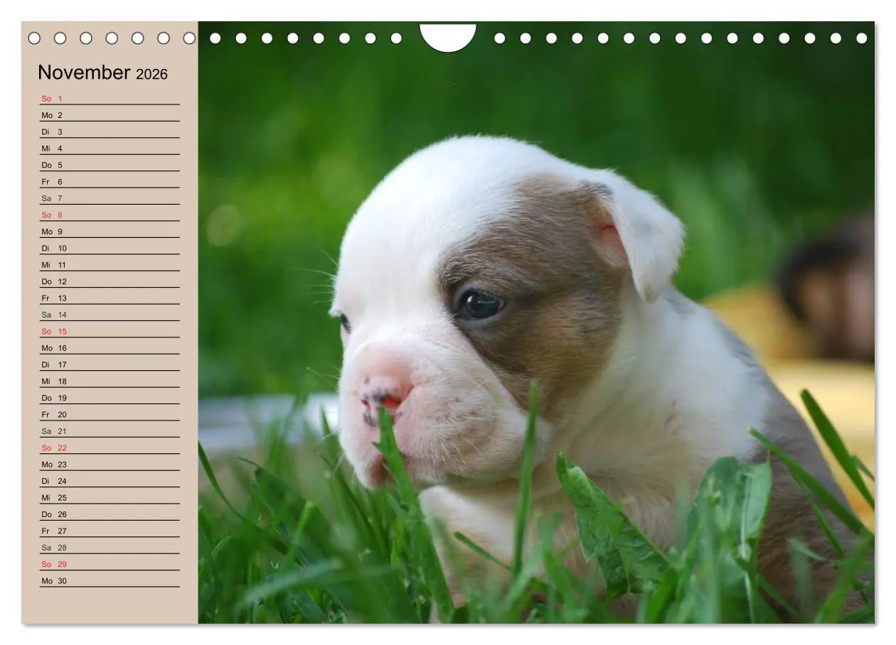 Bild: 9783516000504 | Bulldoggen-Kinder (Wandkalender 2026 DIN A4 quer), CALVENDO...