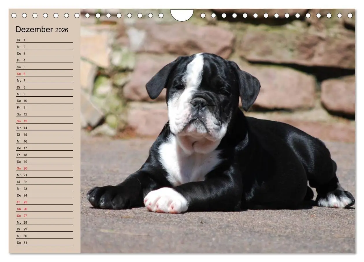 Bild: 9783516000504 | Bulldoggen-Kinder (Wandkalender 2026 DIN A4 quer), CALVENDO...