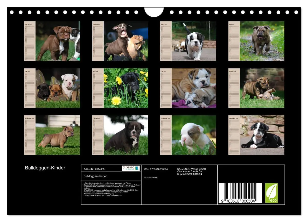 Bild: 9783516000504 | Bulldoggen-Kinder (Wandkalender 2026 DIN A4 quer), CALVENDO...
