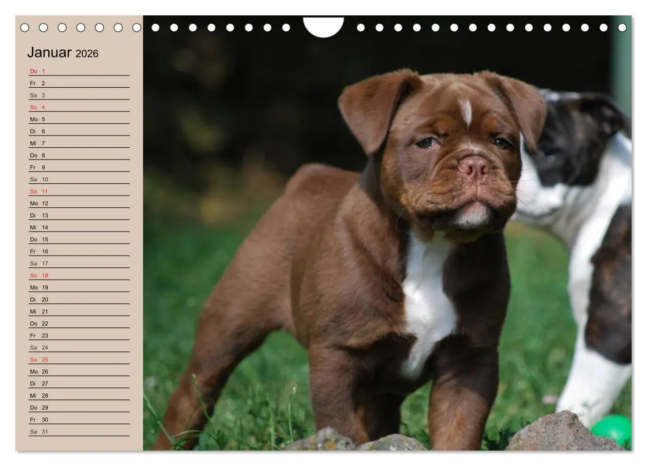 Bild: 9783516000504 | Bulldoggen-Kinder (Wandkalender 2026 DIN A4 quer), CALVENDO...
