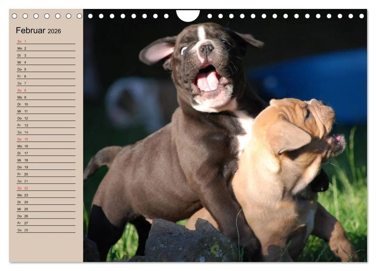 Bild: 9783516000504 | Bulldoggen-Kinder (Wandkalender 2026 DIN A4 quer), CALVENDO...