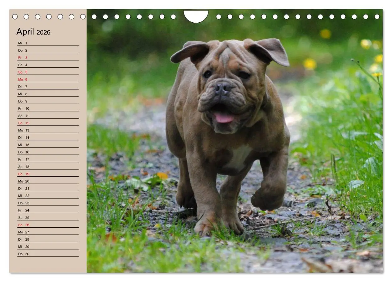Bild: 9783516000504 | Bulldoggen-Kinder (Wandkalender 2026 DIN A4 quer), CALVENDO...
