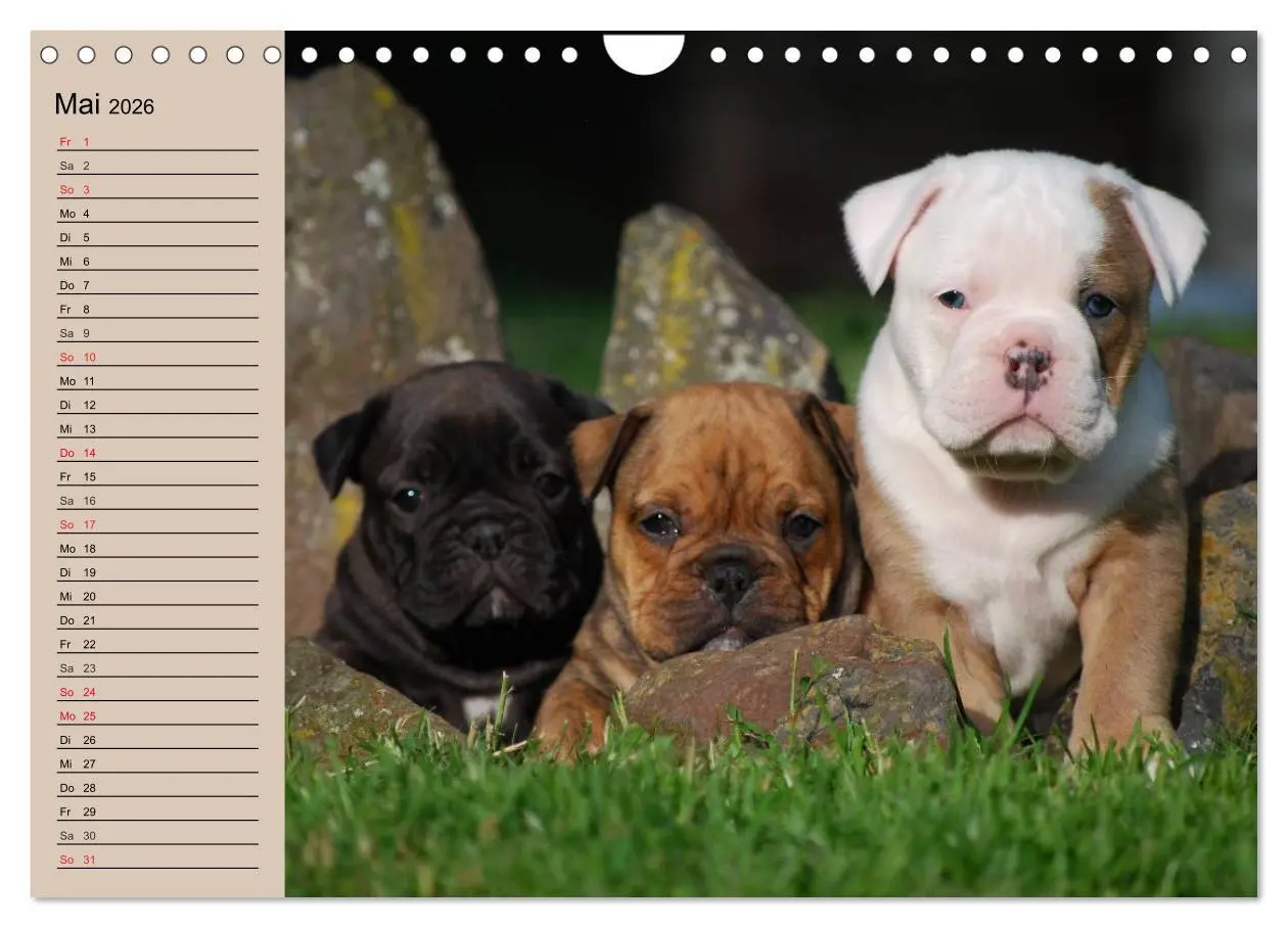 Bild: 9783516000504 | Bulldoggen-Kinder (Wandkalender 2026 DIN A4 quer), CALVENDO...