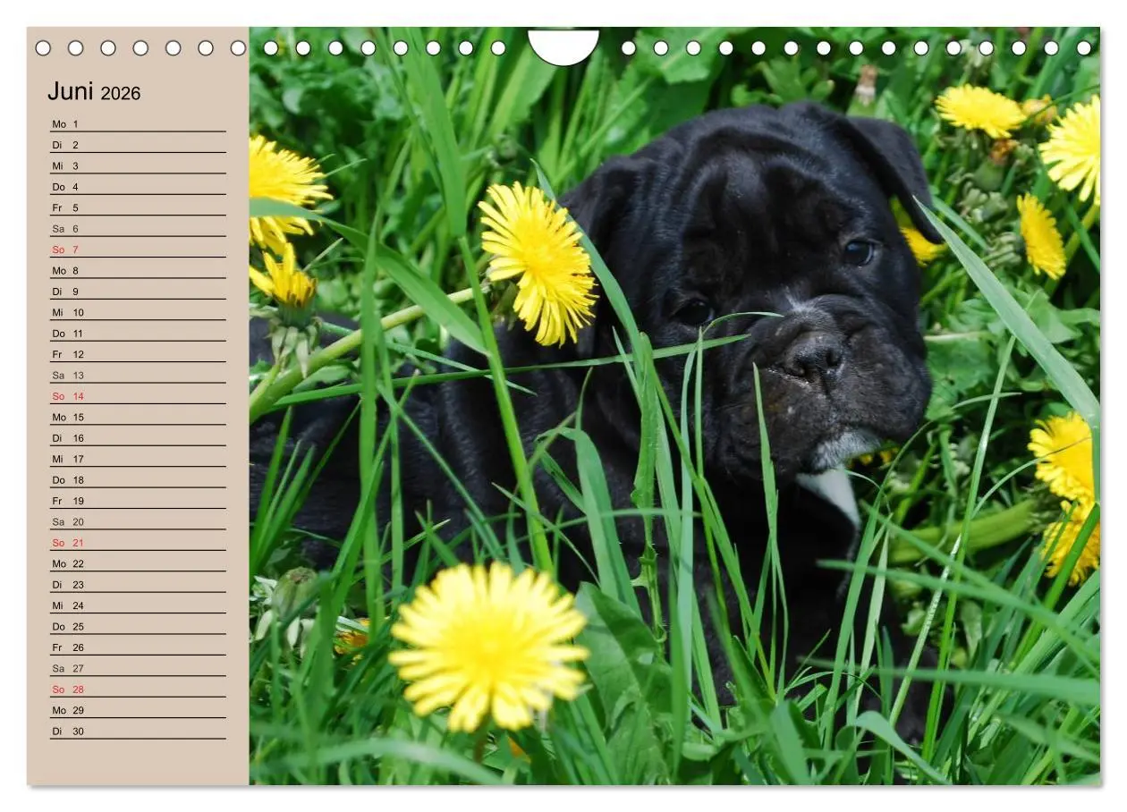 Bild: 9783516000504 | Bulldoggen-Kinder (Wandkalender 2026 DIN A4 quer), CALVENDO...