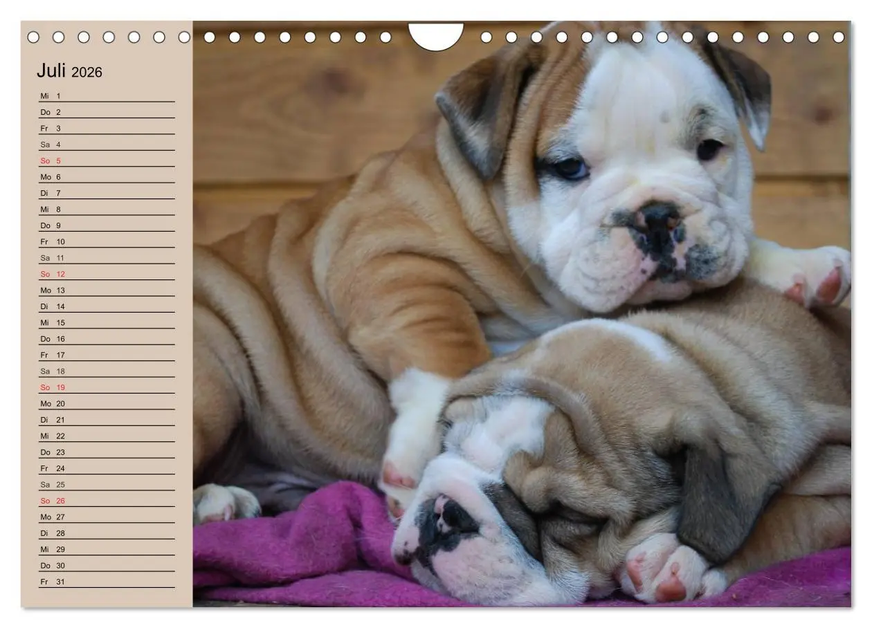 Bild: 9783516000504 | Bulldoggen-Kinder (Wandkalender 2026 DIN A4 quer), CALVENDO...
