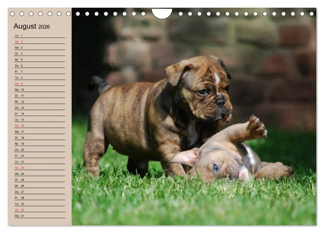 Bild: 9783516000504 | Bulldoggen-Kinder (Wandkalender 2026 DIN A4 quer), CALVENDO...