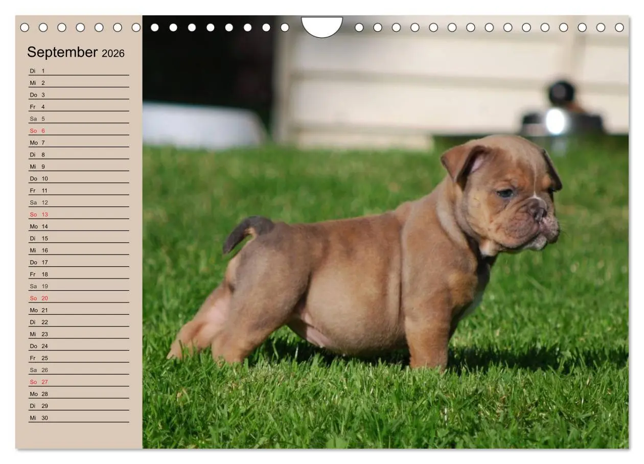Bild: 9783516000504 | Bulldoggen-Kinder (Wandkalender 2026 DIN A4 quer), CALVENDO...