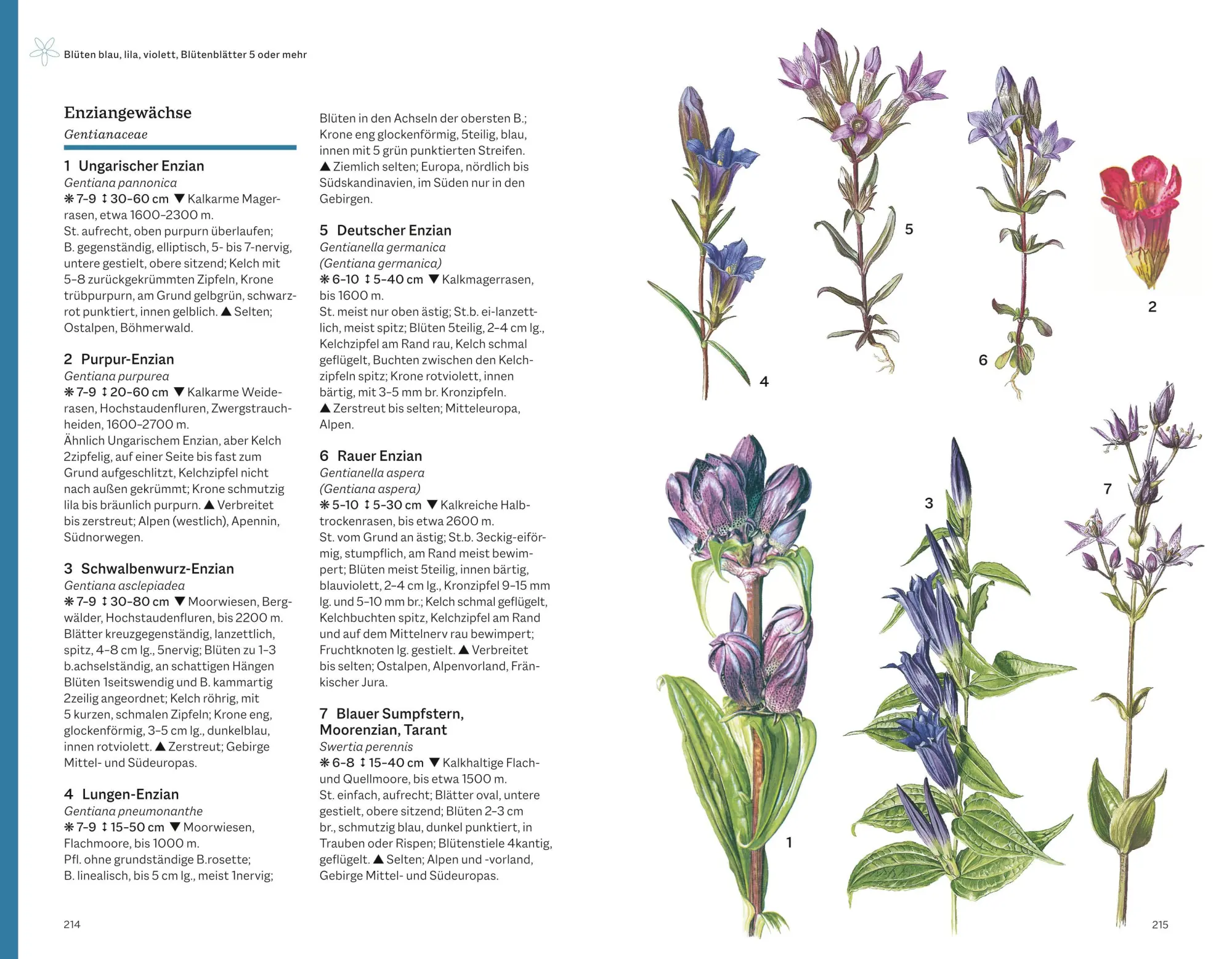 Bild: 9783967470604 | Der illustrierte Naturführer Alpen | Thomas Schauer (u. a.) | Buch