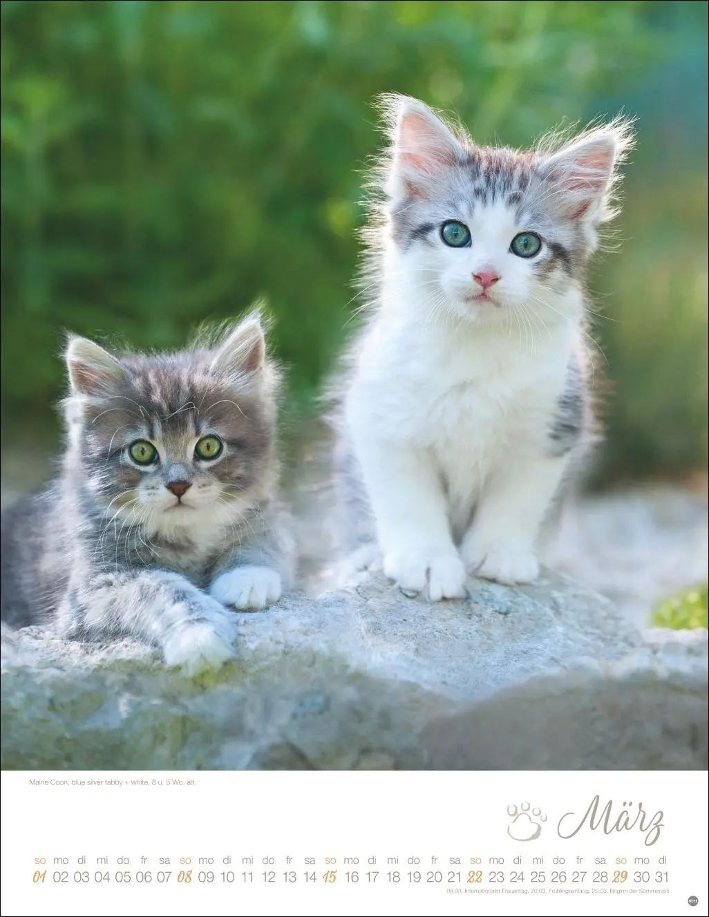 Bild: 9783756410804 | Katzenkinder Posterkalender 2026 | Monika Wegler | Kalender | 14 S.