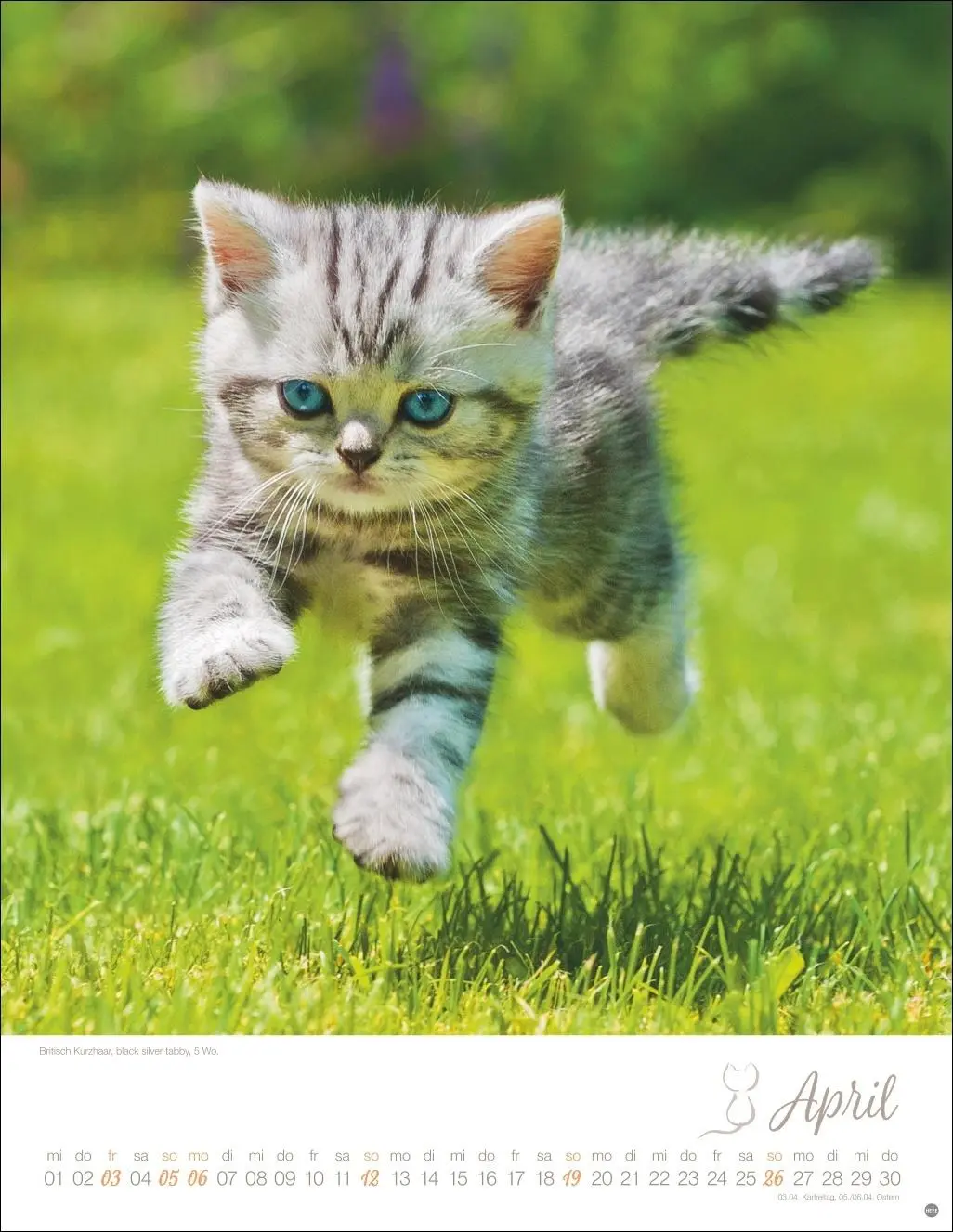 Bild: 9783756410804 | Katzenkinder Posterkalender 2026 | Monika Wegler | Kalender | 14 S.