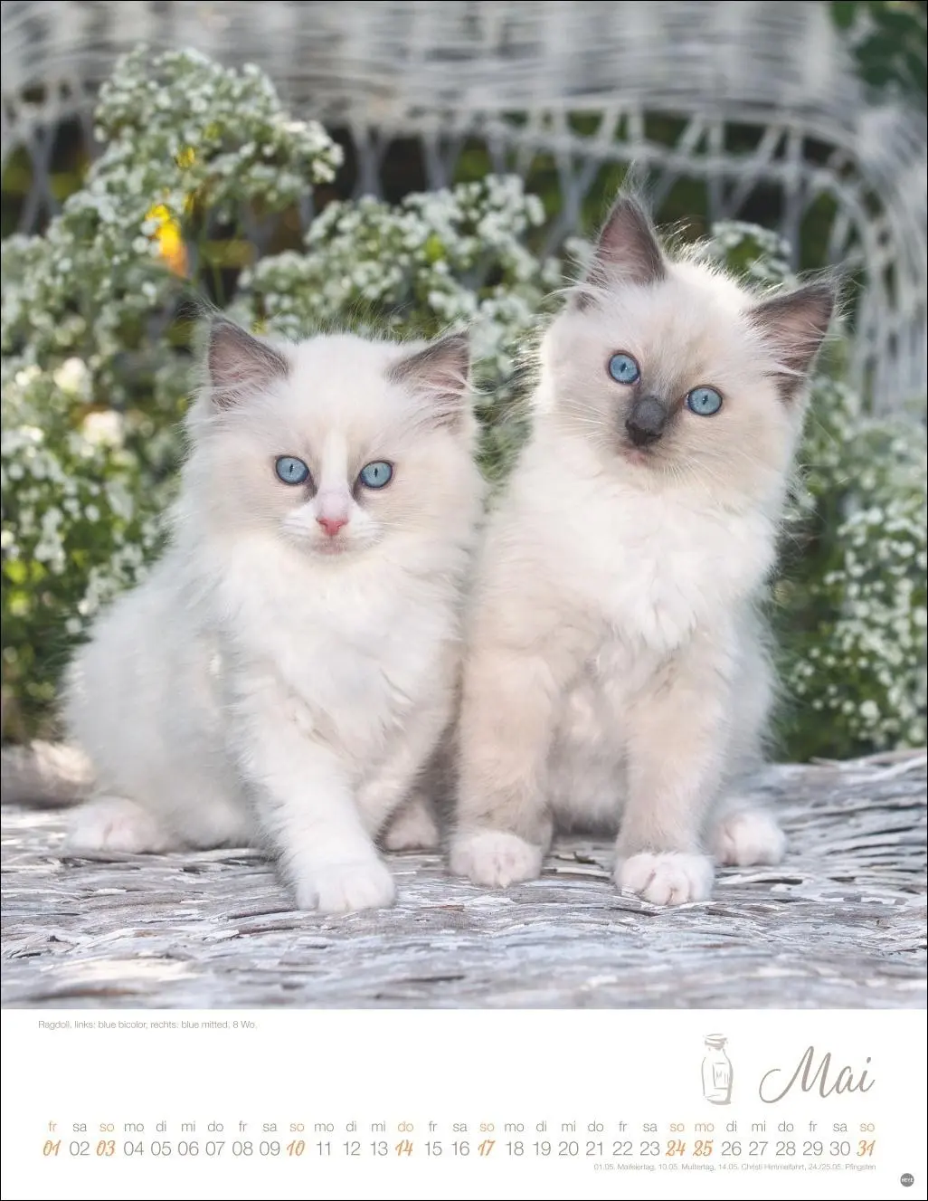 Bild: 9783756410804 | Katzenkinder Posterkalender 2026 | Monika Wegler | Kalender | 14 S.