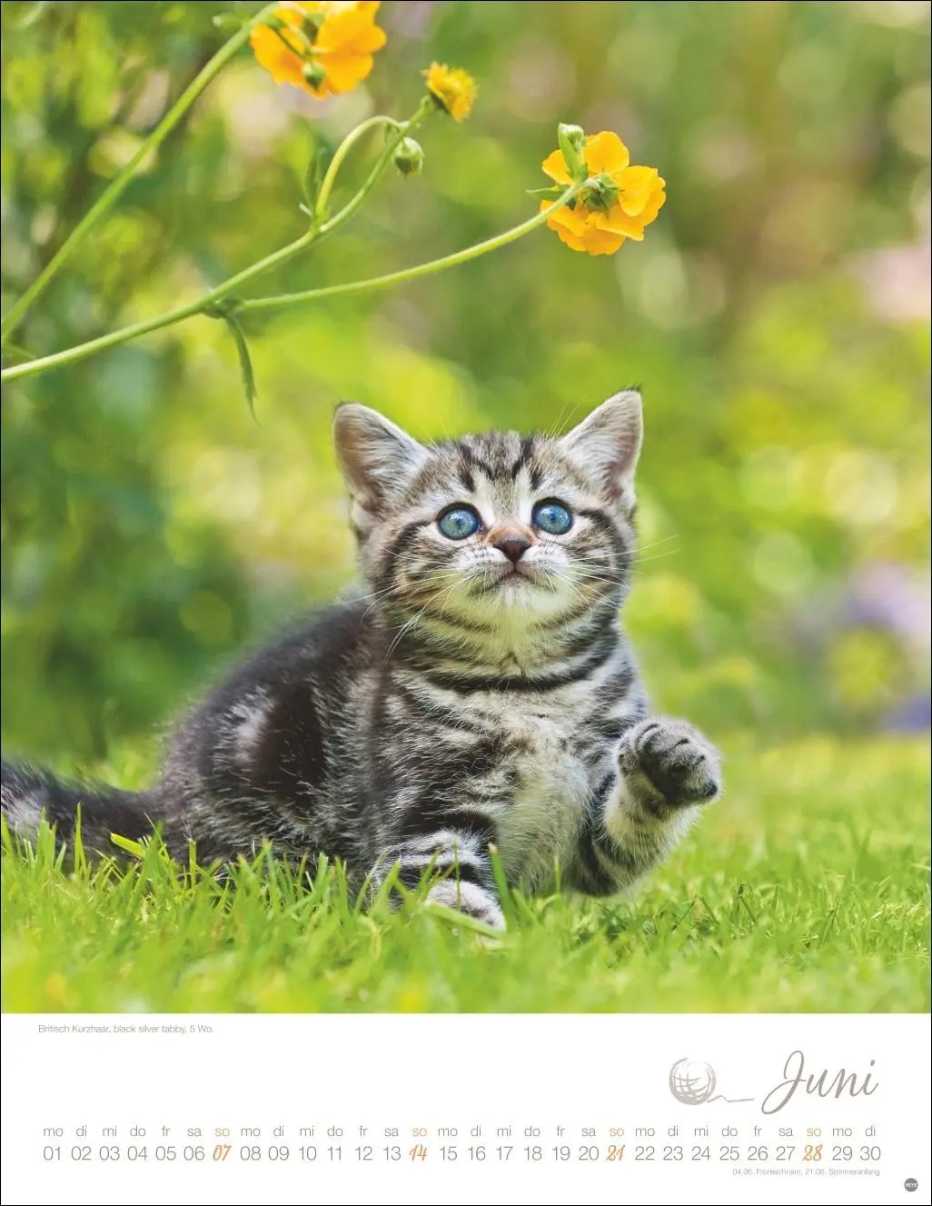 Bild: 9783756410804 | Katzenkinder Posterkalender 2026 | Monika Wegler | Kalender | 14 S.