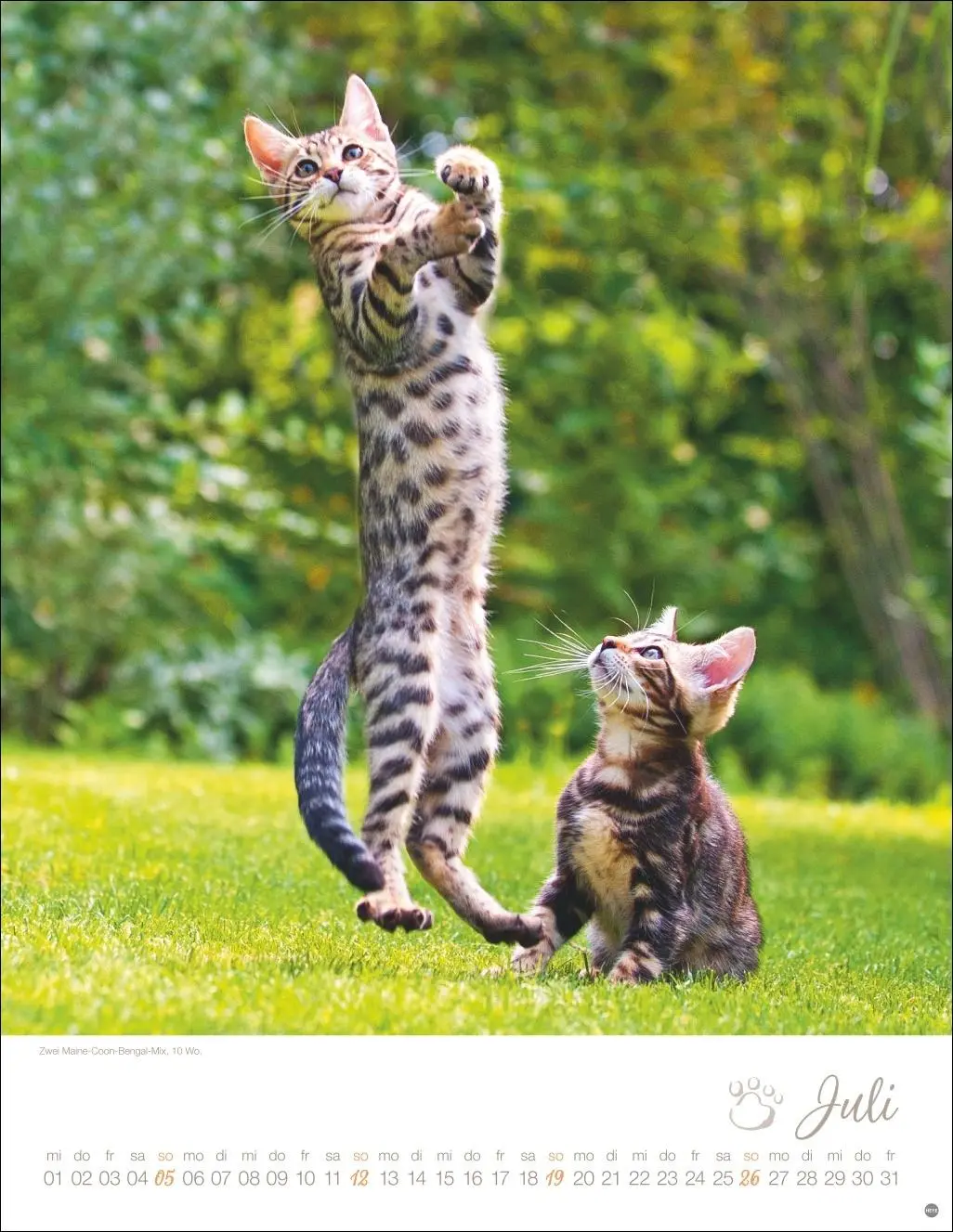 Bild: 9783756410804 | Katzenkinder Posterkalender 2026 | Monika Wegler | Kalender | 14 S.