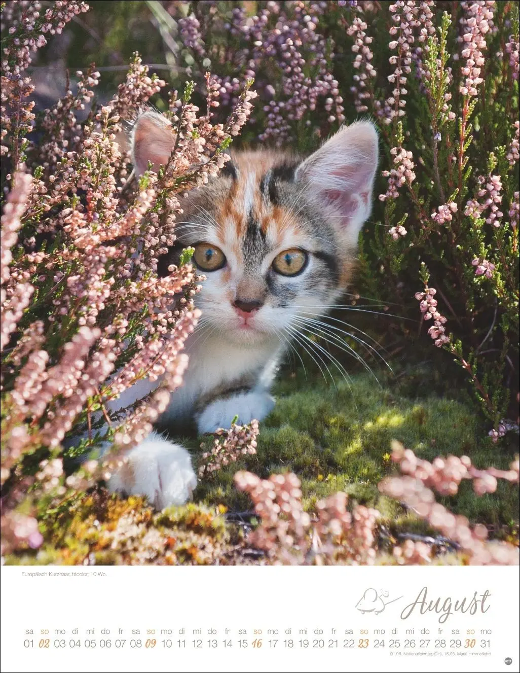 Bild: 9783756410804 | Katzenkinder Posterkalender 2026 | Monika Wegler | Kalender | 14 S.