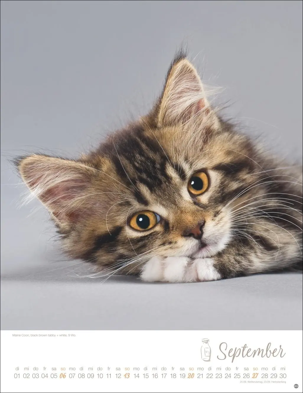 Bild: 9783756410804 | Katzenkinder Posterkalender 2026 | Monika Wegler | Kalender | 14 S.