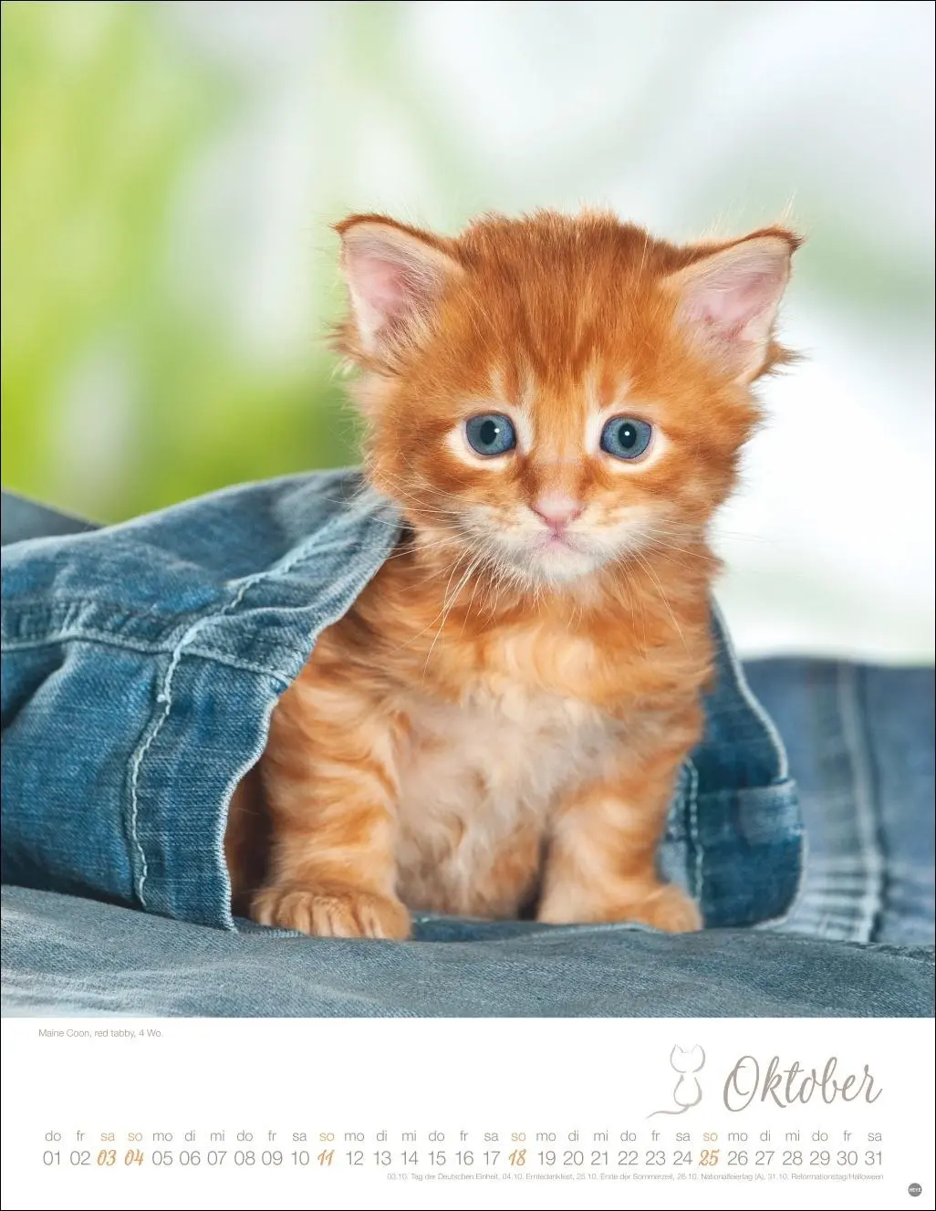 Bild: 9783756410804 | Katzenkinder Posterkalender 2026 | Monika Wegler | Kalender | 14 S.