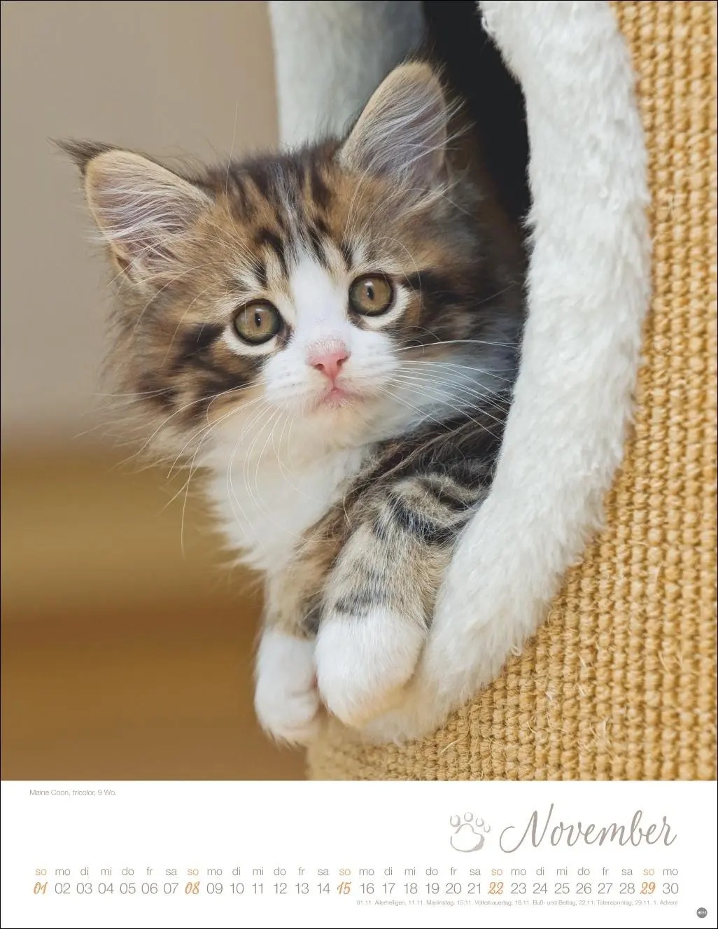 Bild: 9783756410804 | Katzenkinder Posterkalender 2026 | Monika Wegler | Kalender | 14 S.