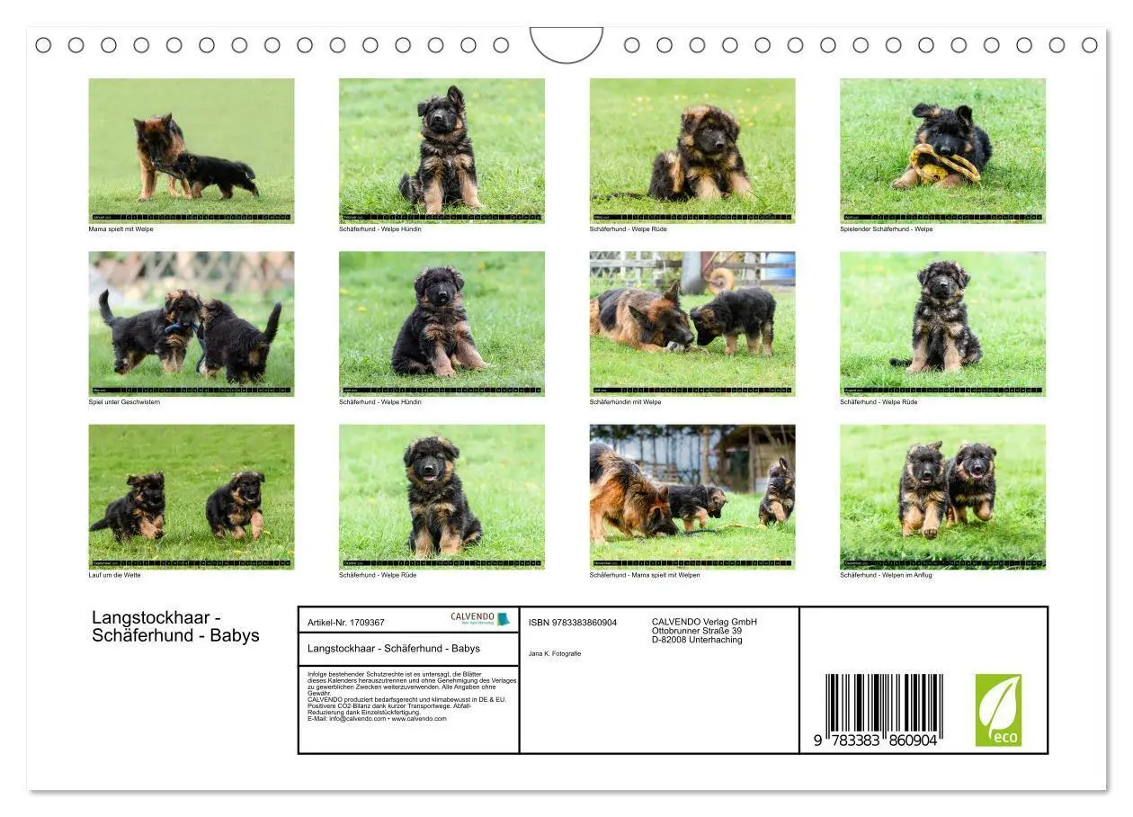 Bild: 9783383860904 | Langstockhaar - Schäferhund - Babys (Wandkalender 2025 DIN A4...