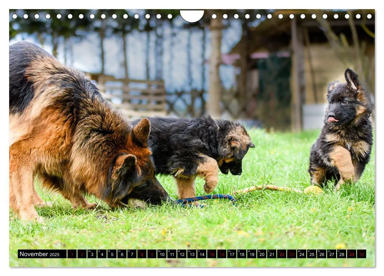Bild: 9783383860904 | Langstockhaar - Schäferhund - Babys (Wandkalender 2025 DIN A4...