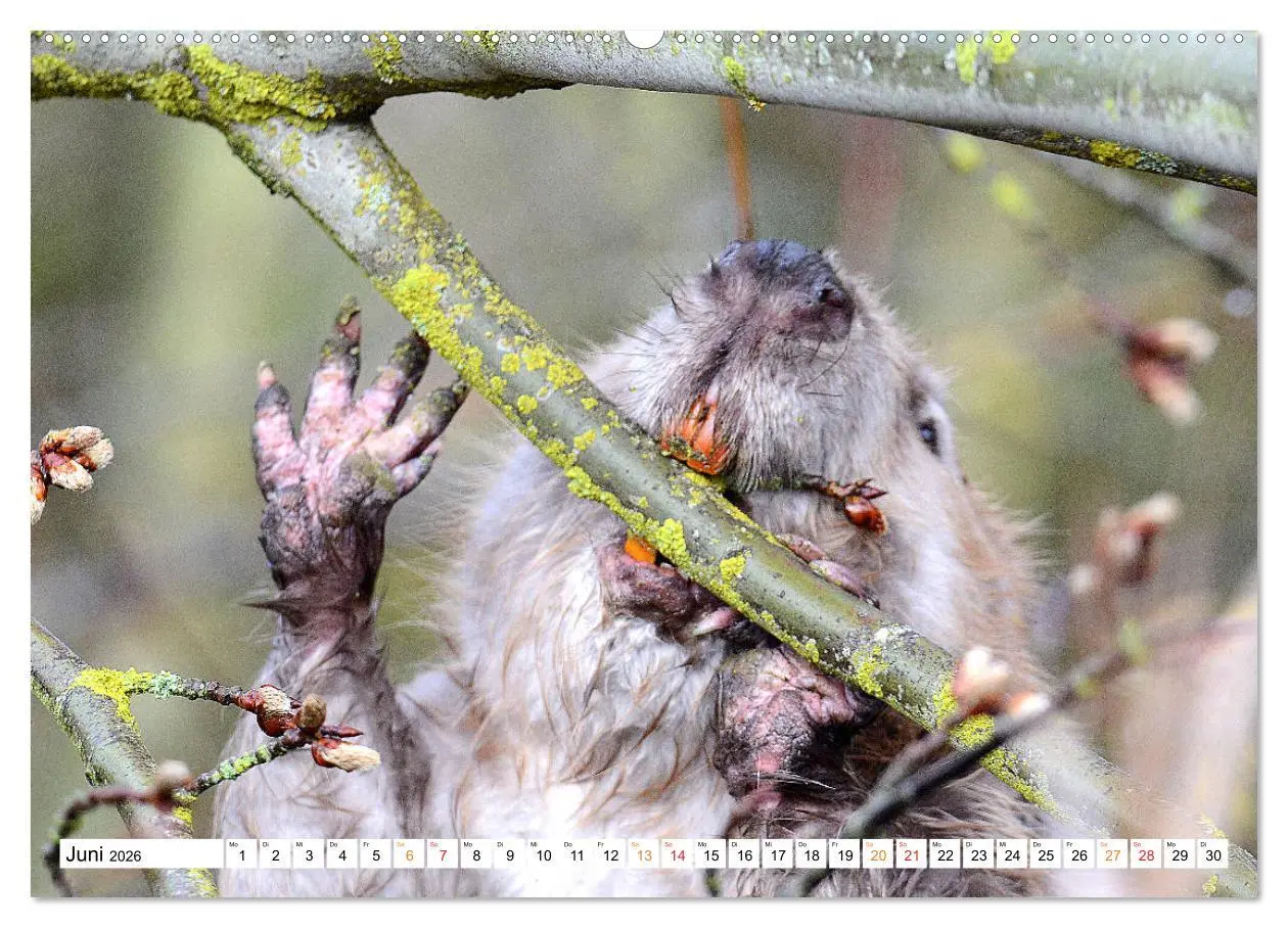 Bild: 9783457730904 | Der Biber, ein guter Bauhandwerker (Wandkalender 2026 DIN A2 quer),...