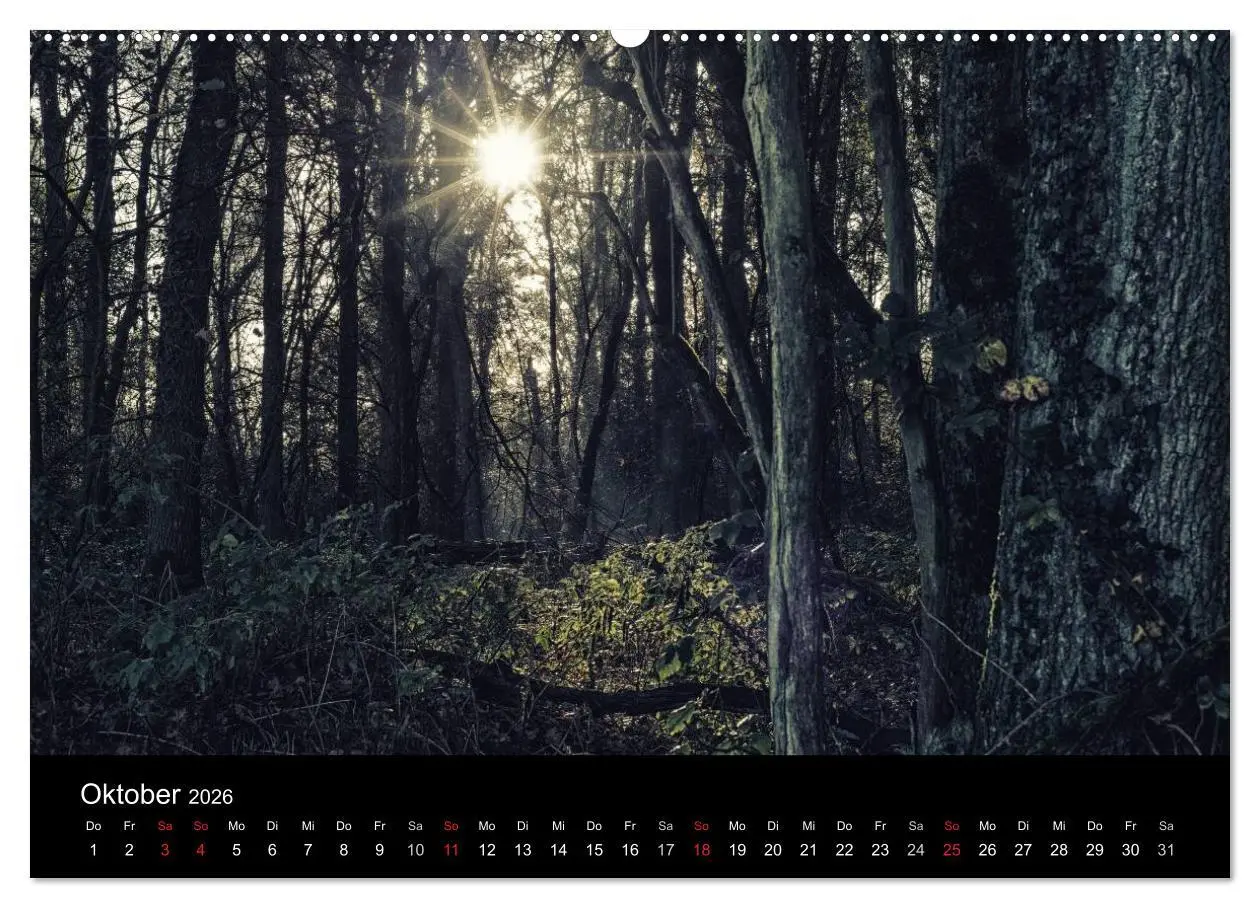 Bild: 9783457970904 | Mystische Wälder (hochwertiger Premium Wandkalender 2026 DIN A2...
