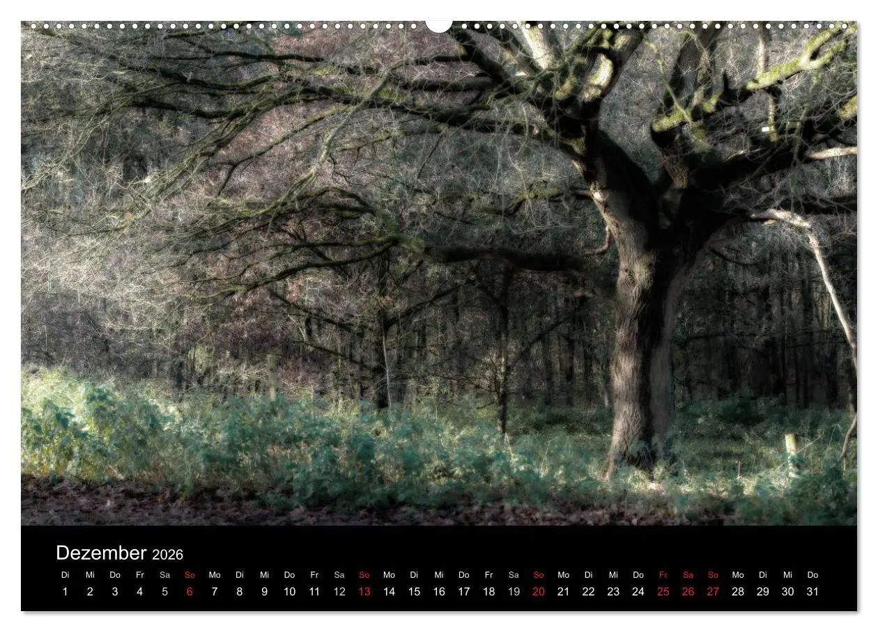 Bild: 9783457970904 | Mystische Wälder (hochwertiger Premium Wandkalender 2026 DIN A2...