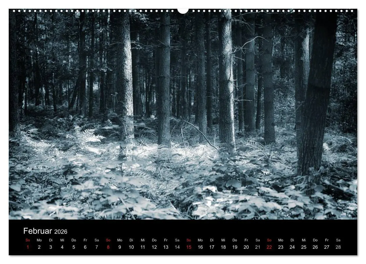 Bild: 9783457970904 | Mystische Wälder (hochwertiger Premium Wandkalender 2026 DIN A2...