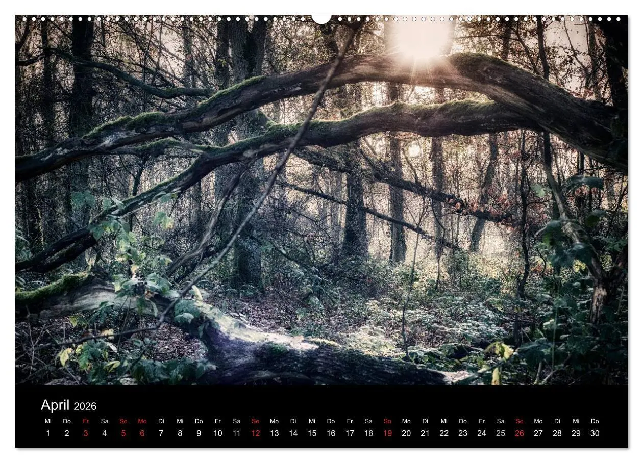 Bild: 9783457970904 | Mystische Wälder (hochwertiger Premium Wandkalender 2026 DIN A2...