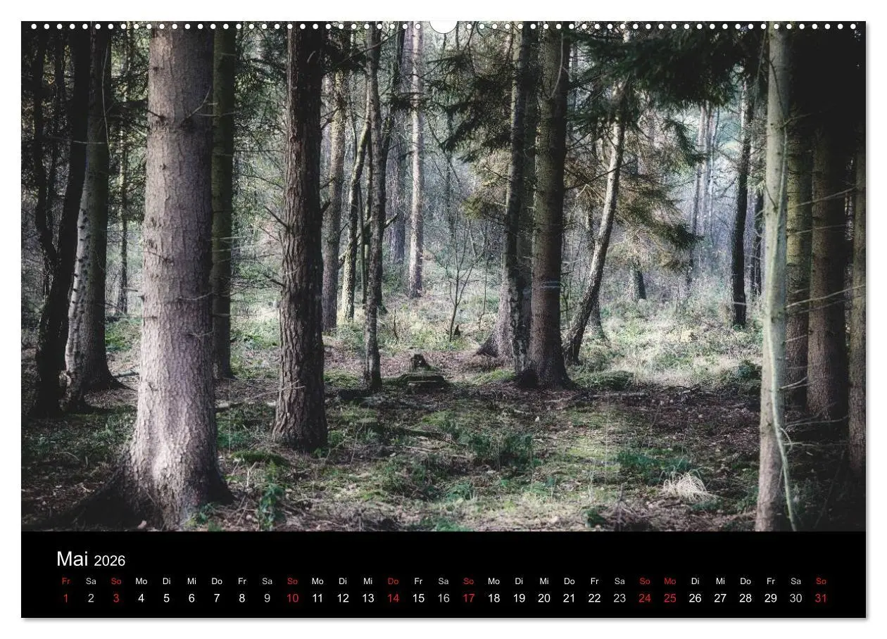 Bild: 9783457970904 | Mystische Wälder (hochwertiger Premium Wandkalender 2026 DIN A2...