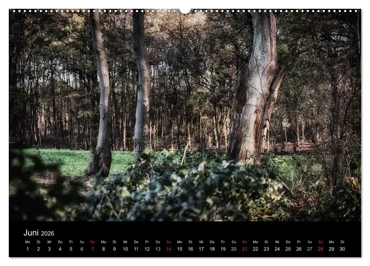 Bild: 9783457970904 | Mystische Wälder (hochwertiger Premium Wandkalender 2026 DIN A2...