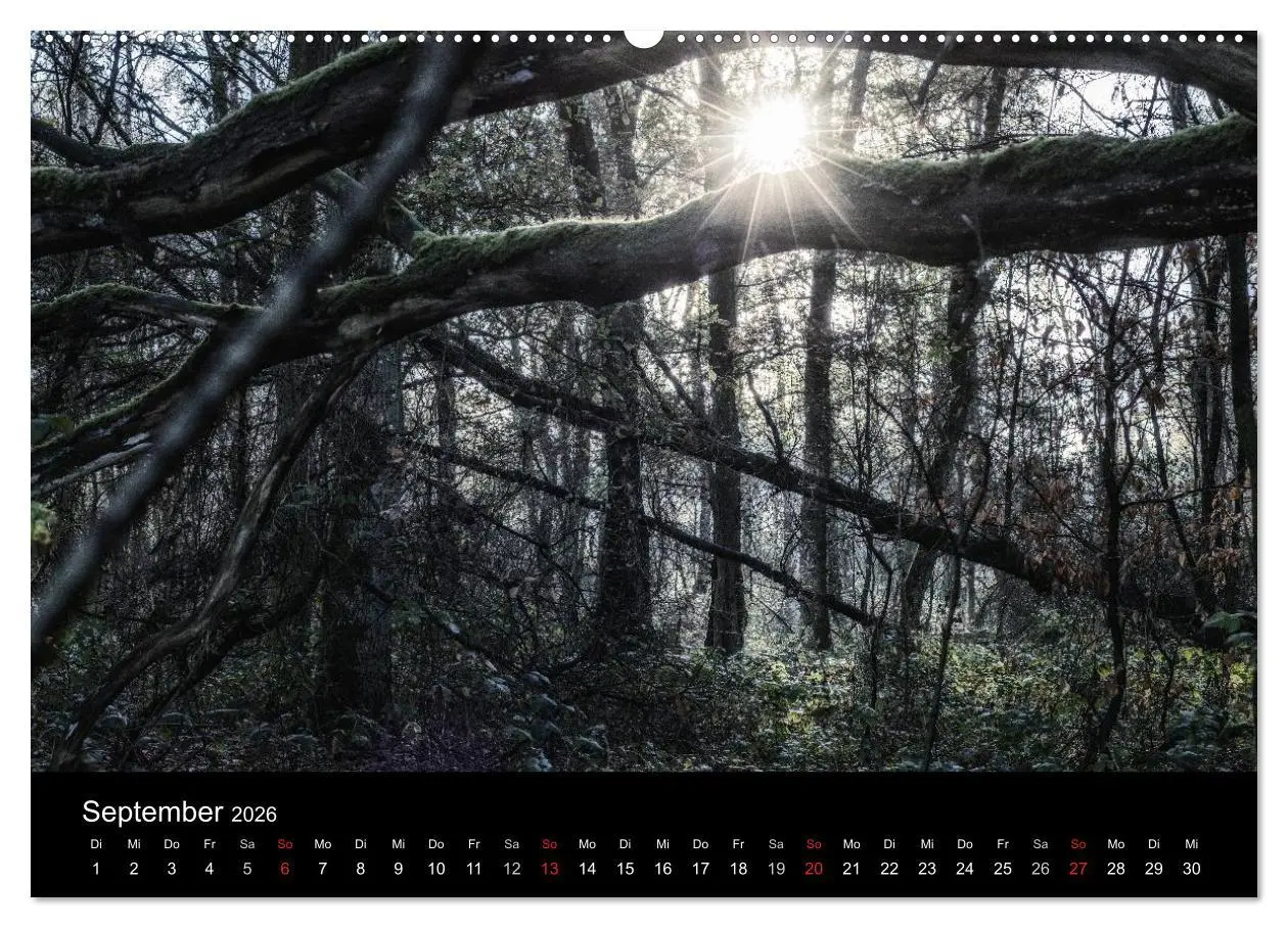 Bild: 9783457970904 | Mystische Wälder (hochwertiger Premium Wandkalender 2026 DIN A2...
